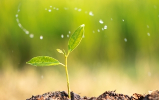plant sprout